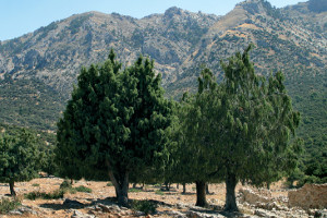 Inventario de árboles y arboledas singulares de Andalucía