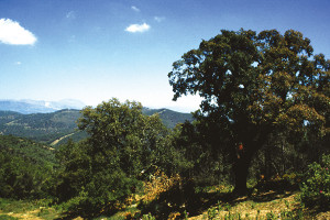 overview