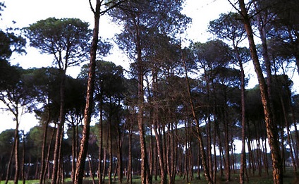 overview