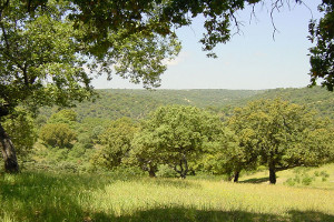 overview