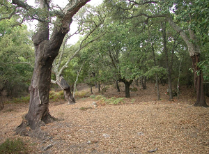 overview