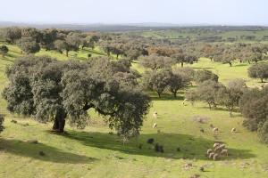 overview