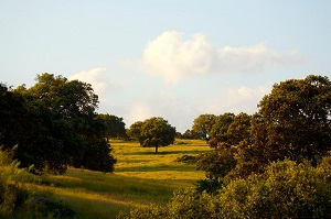 overview