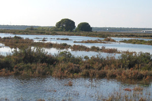 overview